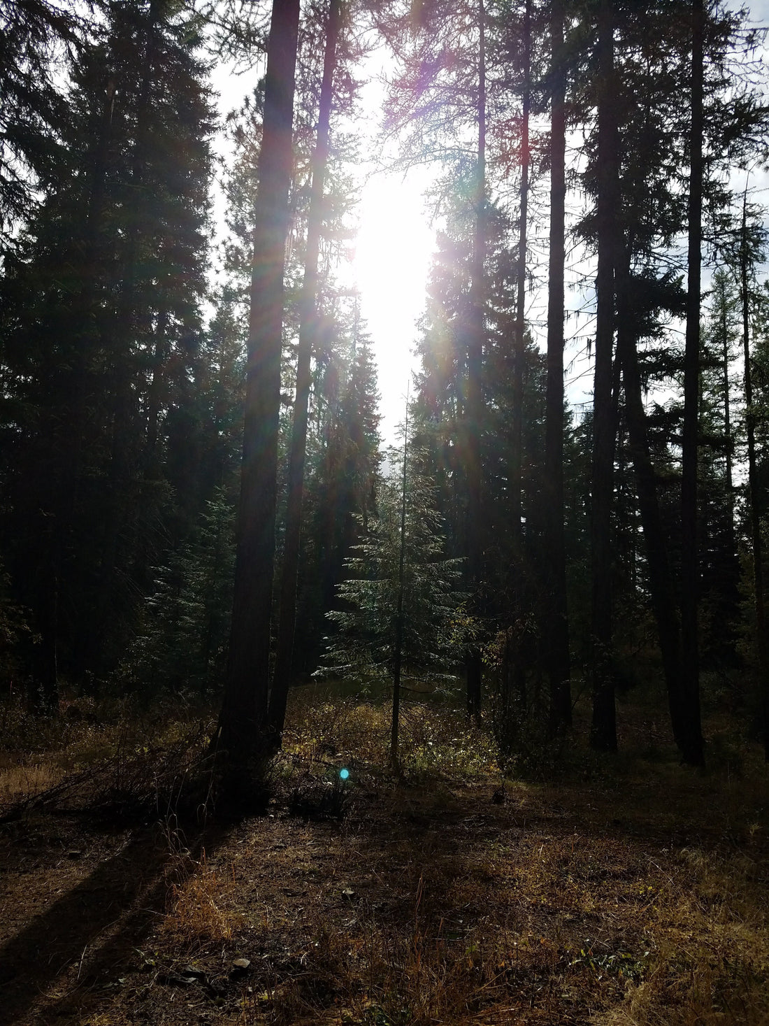 When the Veil Shimmers at Midsummer | Working Within the Liminal Light of Midsummer’s Eve