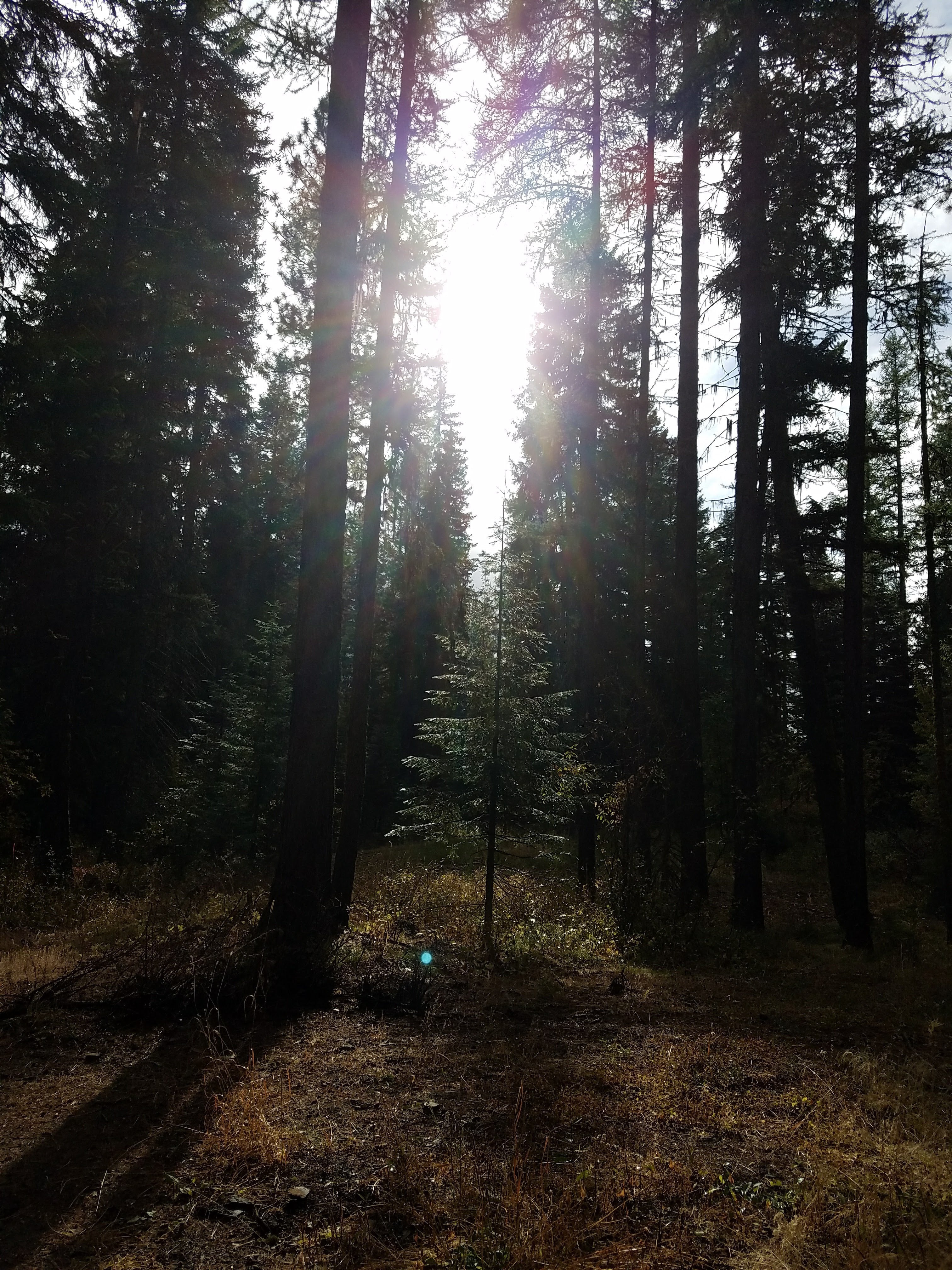 When the Veil Shimmers at Midsummer | Working Within the Liminal Light of Midsummer’s Eve